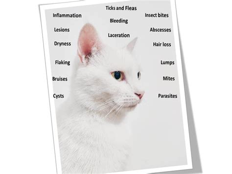 Cat Skin Problems Home Remedies The Best Natural Remedies