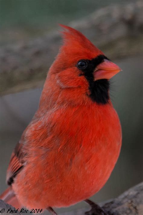 Northern Cardinal Cardinalis Cardinalis Peace Valley Par Flickr