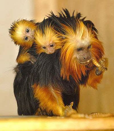 My lo loves to eat golden morn so i decided to get creative with it and this is what i came up with. Your morning adorable: Baby golden-headed lion tamarins | L.A. Unleashed | Los Angeles Times