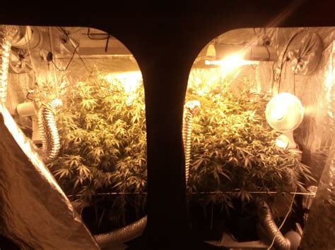 The secret defoliation method to maximize your cannabis yield! Big Nug ( monster crop / mainline / LST / topping / super ...