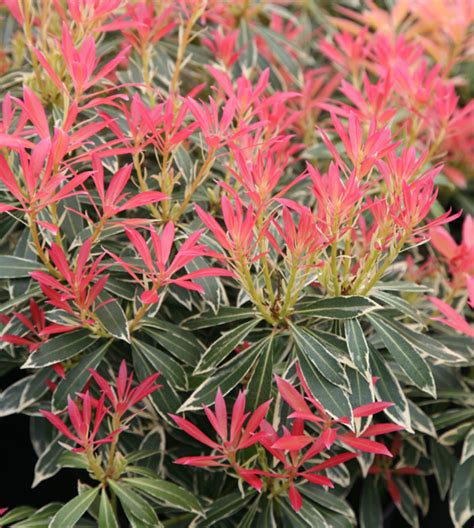 Buy Lily Of The Valley Shrub Pieris Flaming Silver