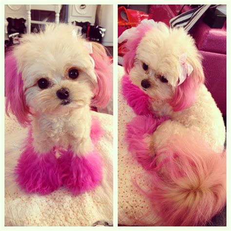 Minty Pink Dog Pink Dog Dog Dye Pink Poodle