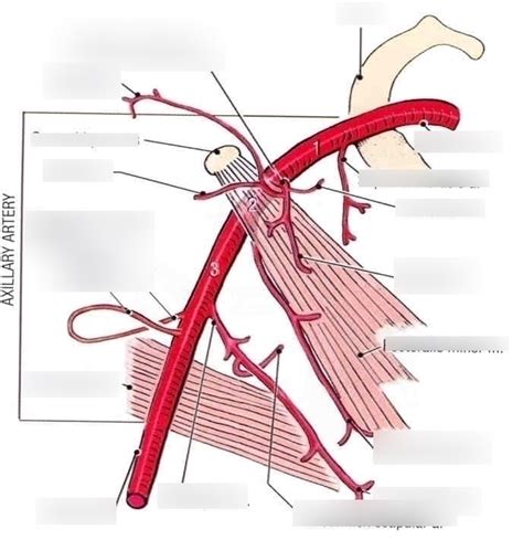 Axillary Artery Branches Diagram Quizlet