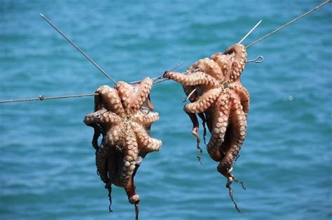 Curiosidades De La Pesca Del Pulpo Maya