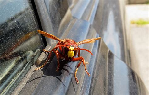 Second Giant Murder Hornet Escapes After It Was Captured By Scientists In Washington