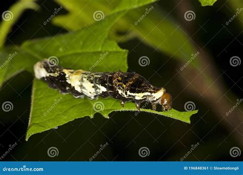 Norfolk Swallowtail Papilio Amynthor Caterpillar Bird Dropping Mimic