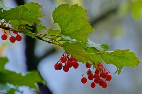 Red Berries Along Rogue River Boardwalk In Rockford Michigan