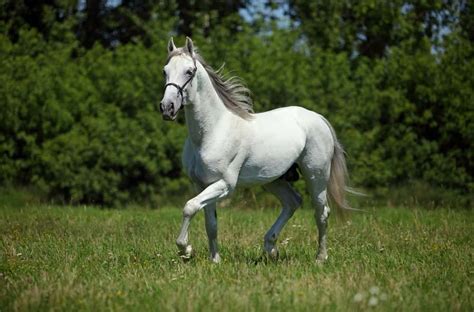 12 Schöne Weiße Pferderassen Echte Und Gefälschte Weiße Auswahl