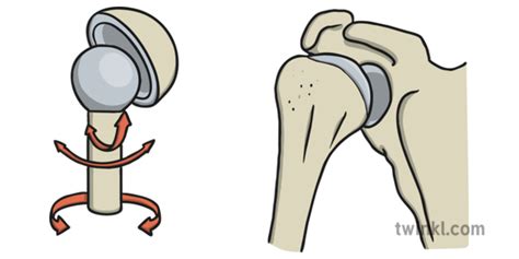 Ball And Socket Joint Illustration Twinkl