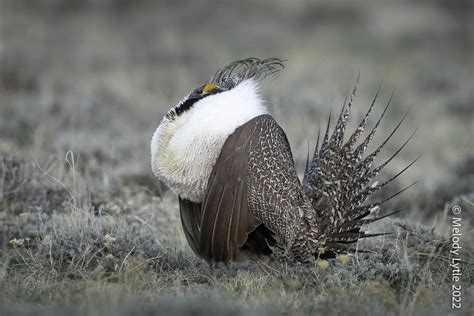 Greater Sage Grouse Male Centrocercus Urophasianus Natro Flickr