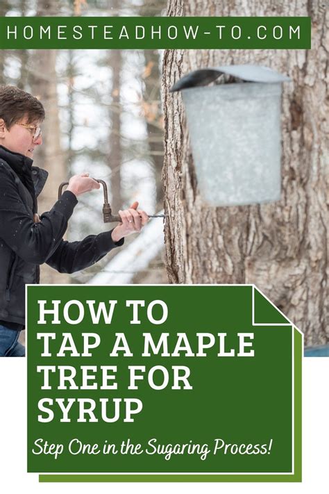 How To Tap A Maple Tree For Syrup Maple Tree Tapping Maple Trees Tree