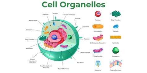 Cell Organelles Structure Types And Their Functions