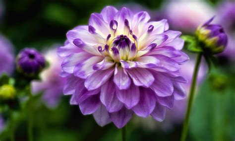 15 Dahlia Flower Images Hd Top Collection Of Different Types Of