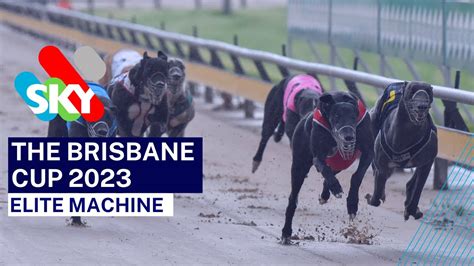 Elite Machine Wins The Brisbane Cup At Albion Park Greyhounds Youtube