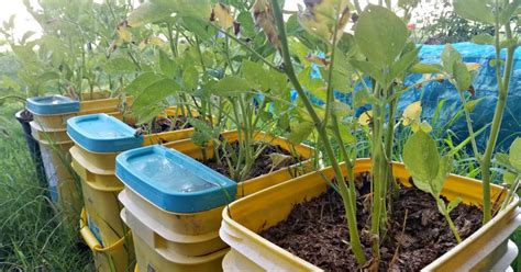 How To Grow Potatoes In Containers Oak Hill Homestead