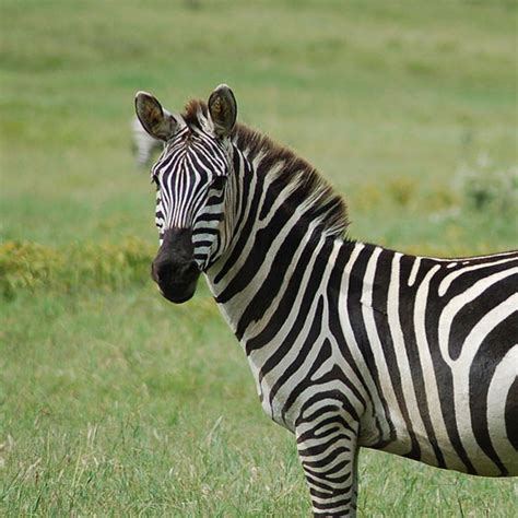 Grants Zebra Discover Animals