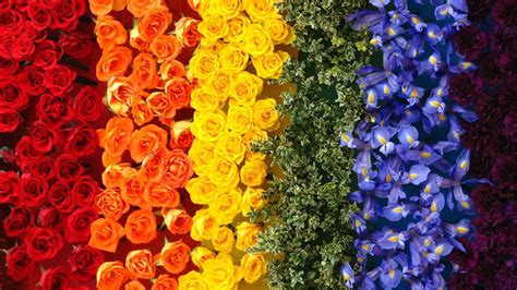 Flower Rainbow Wallpapers Wallpaper Cave