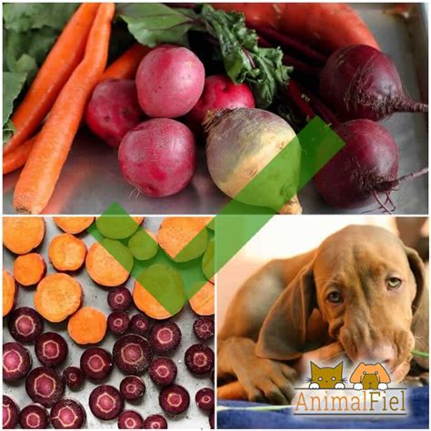 Qué Frutas Y Verduras Puede Comer Un Perro Cuáles Están Prohibidas