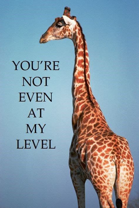 12 Funny Giraffe Memes That Will Make Your Day Giraffe Quotes Giraffe Funny Giraffe