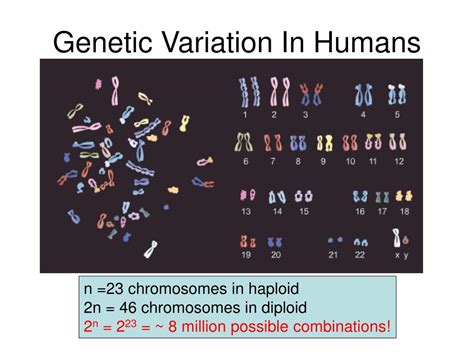 Ppt Genetic Variation Powerpoint Presentation Free Download Id4779221