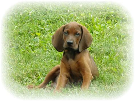 The redbone coonhound is an affectionate companion which enjoys spending time with its family, either playing games or simply laying around. Blue Redbone Coonhound puppy | Coonhound puppy