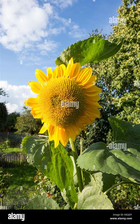 Capitulum Hi Res Stock Photography And Images Alamy
