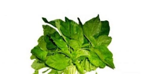 Memberikan zat pada tulang dan sendi. Manfaat dan Khasiat Sayur Bayam
