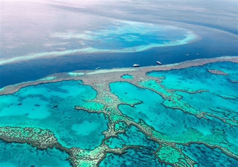La Gran Barrera De Coral En La Lista De Riesgo De La Unesco