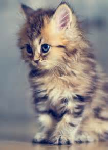 Top 30 Cute Cat Pictures Of All Time Güzel Kediler Kedi