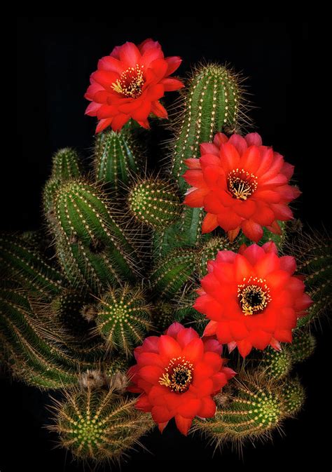 Rose Quartz Cactus Photograph By Saija Lehtonen Fine Art America