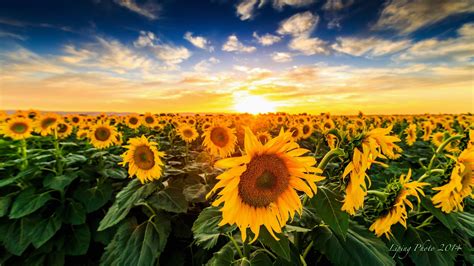 Free Wallpapers Nature Landscape Sunset The Field Sunflowers Bloom