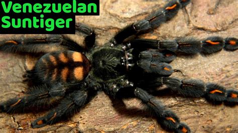 Venezuelan Suntiger Tarantula Psalmopoeus Irminia Care And Husbandry Youtube