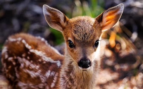 Download Cute Animals Live Wallpaper for PC