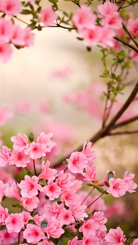 Spring Flowers Iphone Wallpaper Hd