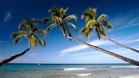 Trees Palm Trees Tropical Beach Ocean Hd Wallpaper