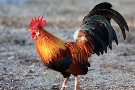 🌍 France Gallic Rooster Gallus Gallus National Animal Rooster