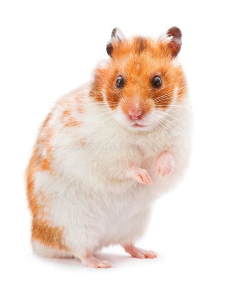 Brown Hamster Stock Photo Image Of Animal Shot Color 29348472