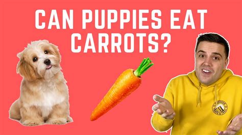 27 Can Dogs Eat Carrots And Peas Home