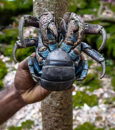 17 Captivating Coconut Crab Facts Stuffs Cool
