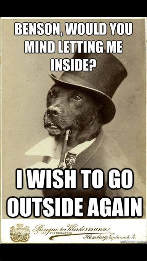 Hahaha Old Money Dog Funny Animal Memes Dog Memes