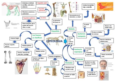 Mapa Osteologia Animal Pdf Hueso Esqueleto