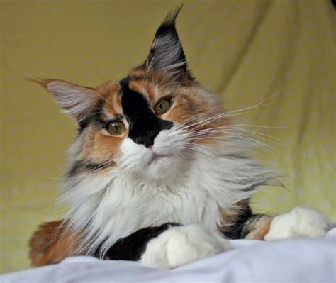 Some say the calico has a sassy diva personality. Inky Faced Maine Coon - PoC