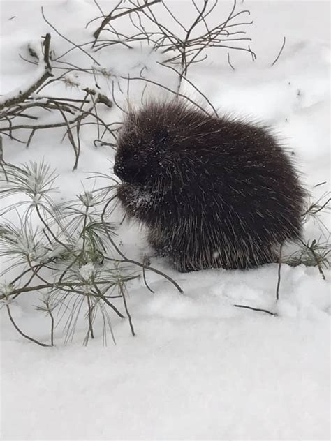 It is looted from lowland porcupine. January | 2021 | Ramblin' On