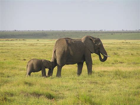 Edit Free Photo Of Elephantafrican Bush Elephantafricawilderness