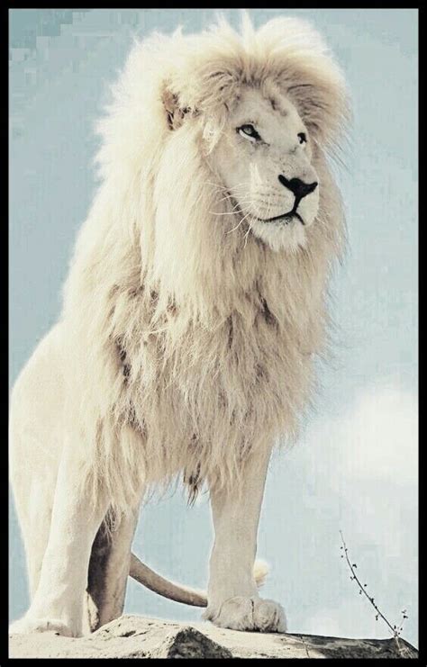 Wild Animals Pictures Lion Pictures Animal Pictures Albino Lion
