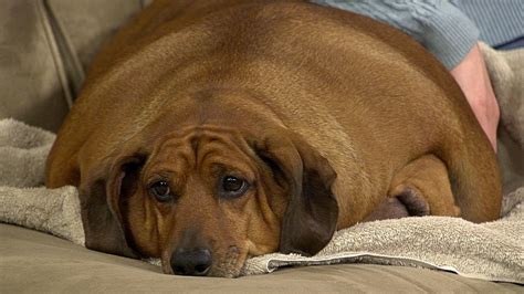 Fat Dog Biggest Loser Contest Makes Your Pet A Winner Town N