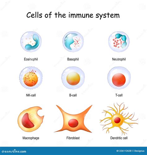 Immune System Cells White Blood Cells Or Leukocytes Stock Vector