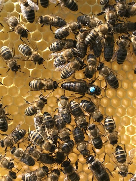 Carnica Beekeeping Intihar