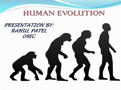 Ppt Human Evolution Powerpoint Presentation Free Download Id333842