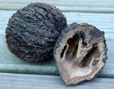 Plant Id Fruits Nuts Black Walnut Florida Master Gardener